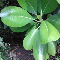 Ochrosia oppositifolia (Lam.) K.Schum.